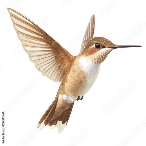 watercolor of Hummingbird, vector, isolated on a white background.