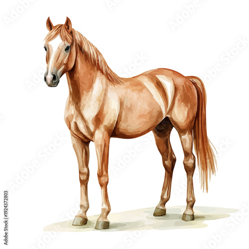 Horse, watercolor drawing vector, isolated on a white background.