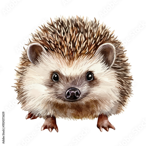 watercolor of Hedgehog, vector, isolated on a white background.