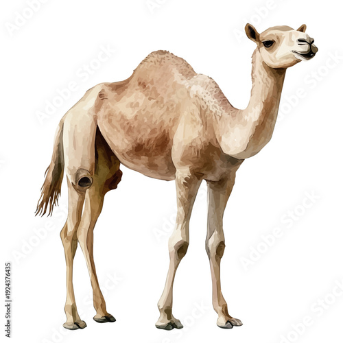 watercolor vector of Dromedary, isolated on a white background.