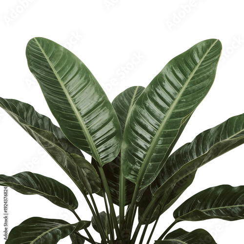 Tall Green Plant With Large Leaves on a White Background in Indoor Setting