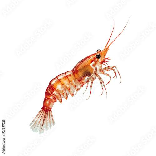 Shrimp on a White Background Shows Details of Its Body and Legs