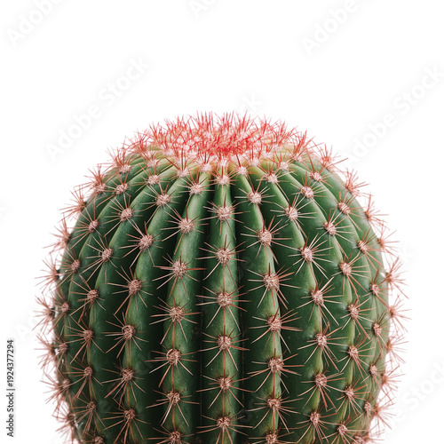 Round Cactus With Spines on a White Background in a Simple Arrangement for De...