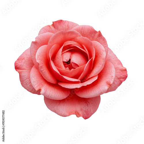 Beautiful Pink Rose With Full Petals Placed on a White Background