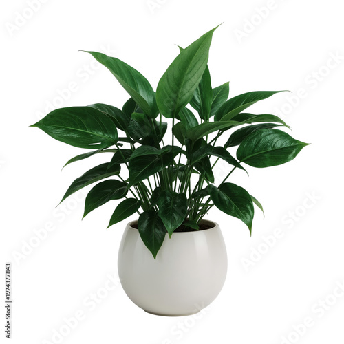 Potted Plant With Green Leaves in a Round White Pot on Display in a Bright Ro...