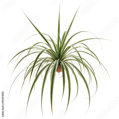 Living Plant in a Clay Pot Placed Indoors