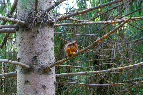 squirrel on the branch of a tree in the woods