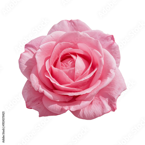 Pink Rose Blooming With Many Soft Petals on White Background