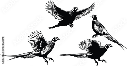 Stylized pheasant illustrations in flight and landing, black and white bird artwork with detailed plumage, wildlife design symbolizing motion, nature, ornithology, and artistic beauty