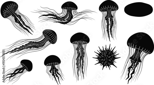 Stylized jellyfish and sea urchin silhouettes, black marine life artwork showcasing diverse ocean creatures, tentacle patterns, spines, and abstract aquatic design for education and art