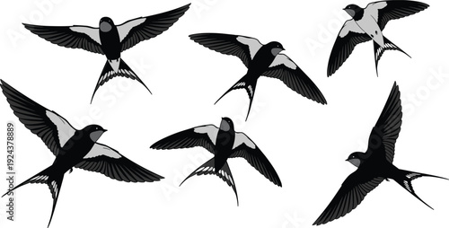 Stylized swallow illustrations in flight, black and white bird artwork with forked tails and pointed wings, dynamic motion design symbolizing freedom, migration, and seasonal change