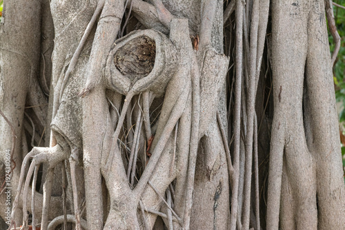 Intricate Banyan Tree Roots and Gnarled Trunk Texture Close-Up Photography