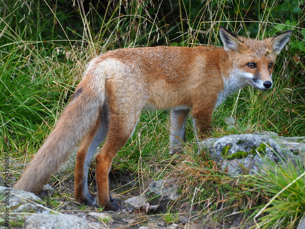 Fototapeta premium Red fox in the grass