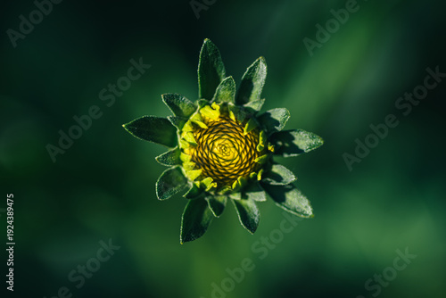 Symetryczne ujęcie z góry pąka żółtego kwiatu (prawdopodobnie astrowatego) na ciemnozielonym tle. Makrofotografia ukazująca spiralny wzór płatków i naturalną geometrię rośliny w ogrodzie.