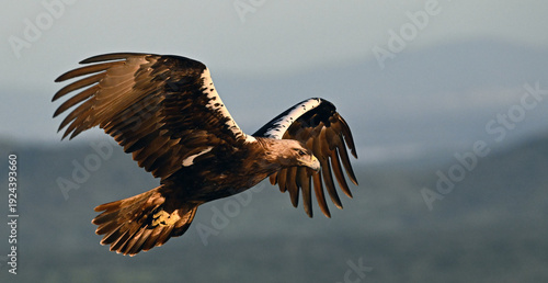 Konstfotografi a imperial eagle (aquila adalberti)  flying on spain