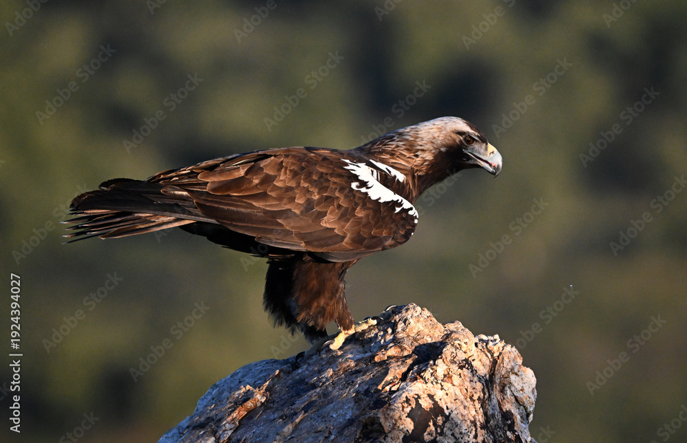 Fototapeta premium a imperial eagle (aquila adalberti) flying on spain