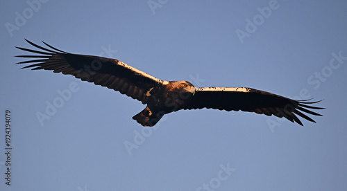 Konstfotografi a powerful imperial eagle (aquila chrysaetos) on spain