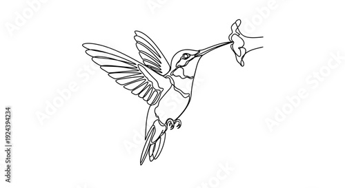 Hummingbird One Line Art Drawing Feeding from Flower Isolated on White