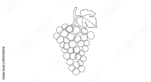 Bunch of Grapes with Leaf Isolated on White Background Line Art