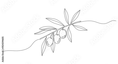 Olive Branch with Olives Line Art Illustration Isolated on White