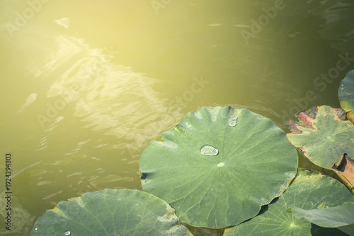 Close-up of water lily leaves on a lake, illuminated by the warm rays of the summer sun.