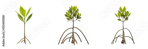 Fotografie Set of young mangrove tree saplings with roots transparent background png