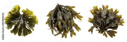 Fotografie Set of Fucus vesiculosus Bladderwrack and Seaweed Transparent Background PNG