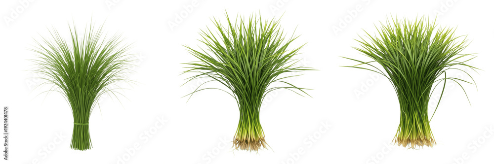Fototapeta premium Set of Seagrass, Eelgrass, Salt Marsh Grass, and Marine Meadow Botanical Illustrations PNG