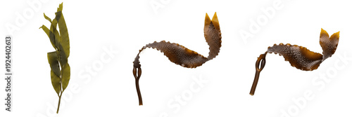 Foto Set of Seagrass, Sea Grapes, Red Algae, and Kelp Ocean Plants with Transparent B