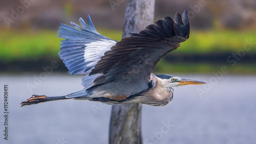 Obraz na plátně Great blue heron flying over water with wings extended