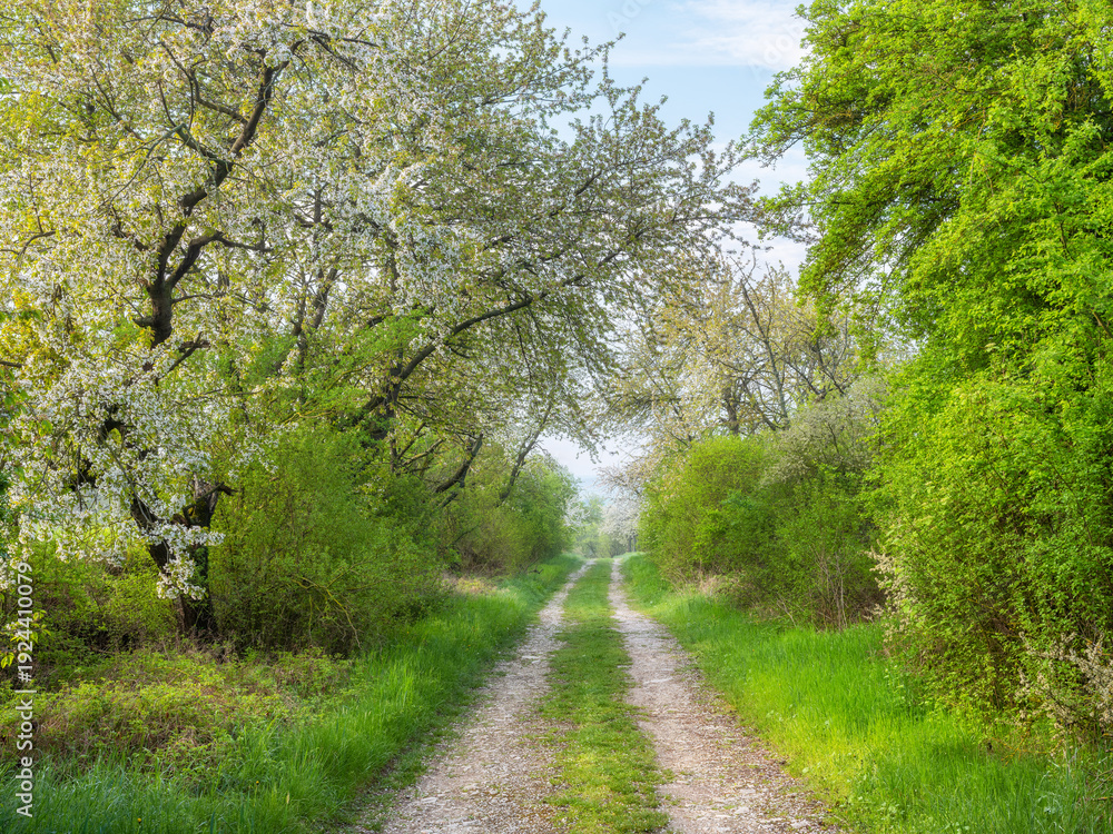Fototapeta premium Footpath through orchard with apple and cherry trees in bloom during spring, petals covering the ground