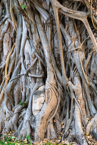 Buddha head in a tree roots at Wat Phra Mahathat, Ayuthaya. Kingdom of Thailand.