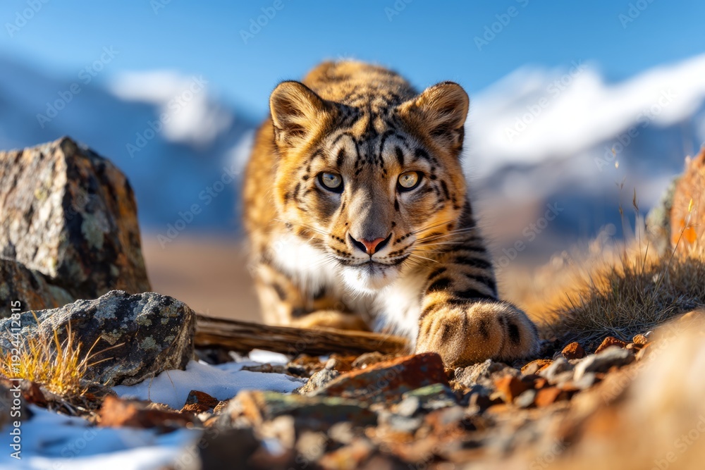 Fototapeta premium Snow Leopard Stalking Prey in Fierce Action at High Altitude in Mountains