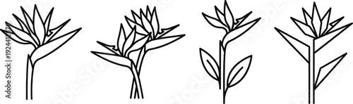 Bird of paradise flower linear icon set for web design