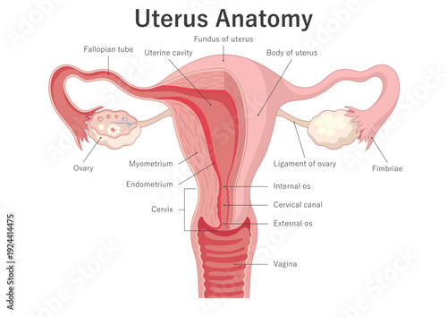Female reproductive system. Uterus anatomical diagram. Medical illustration.