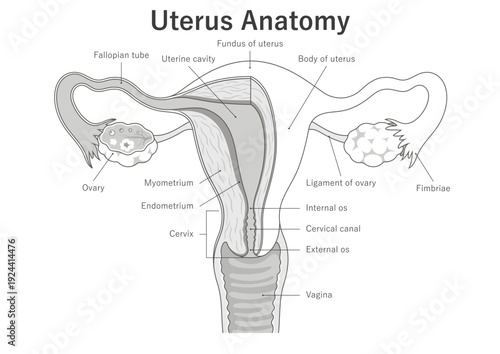 Female reproductive system. Uterus anatomical diagram. Medical illustration.