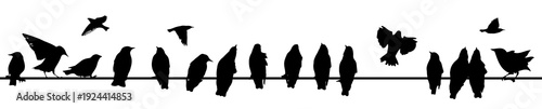 Silhouette of starlings on wires. Hand drawn. Not AI, vector illustration.