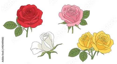 Collection of four beautifully illustrated roses in red, pink, yellow, and white on a clean background