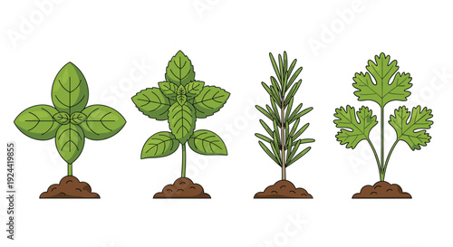 Collection of four cartoon herb plants growing in soil, including basil, rosemary, and cilantro