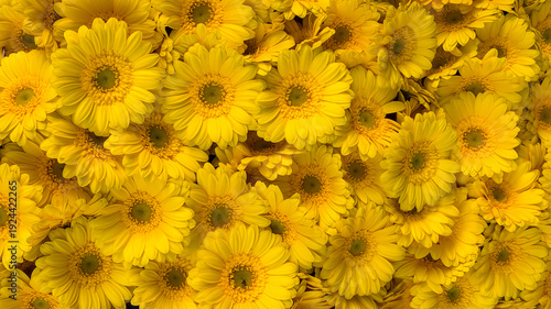 Yellow flowers of Barberton daisy, Gerbera jamesonii is a species of flowering plant in the genus Gerbera belonging to the basal Mutisieae tribe within the large Asteraceae family, Natural background.