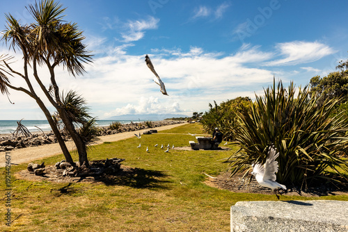 Coastal landscape with native flax and cabbage trees in New Zealand