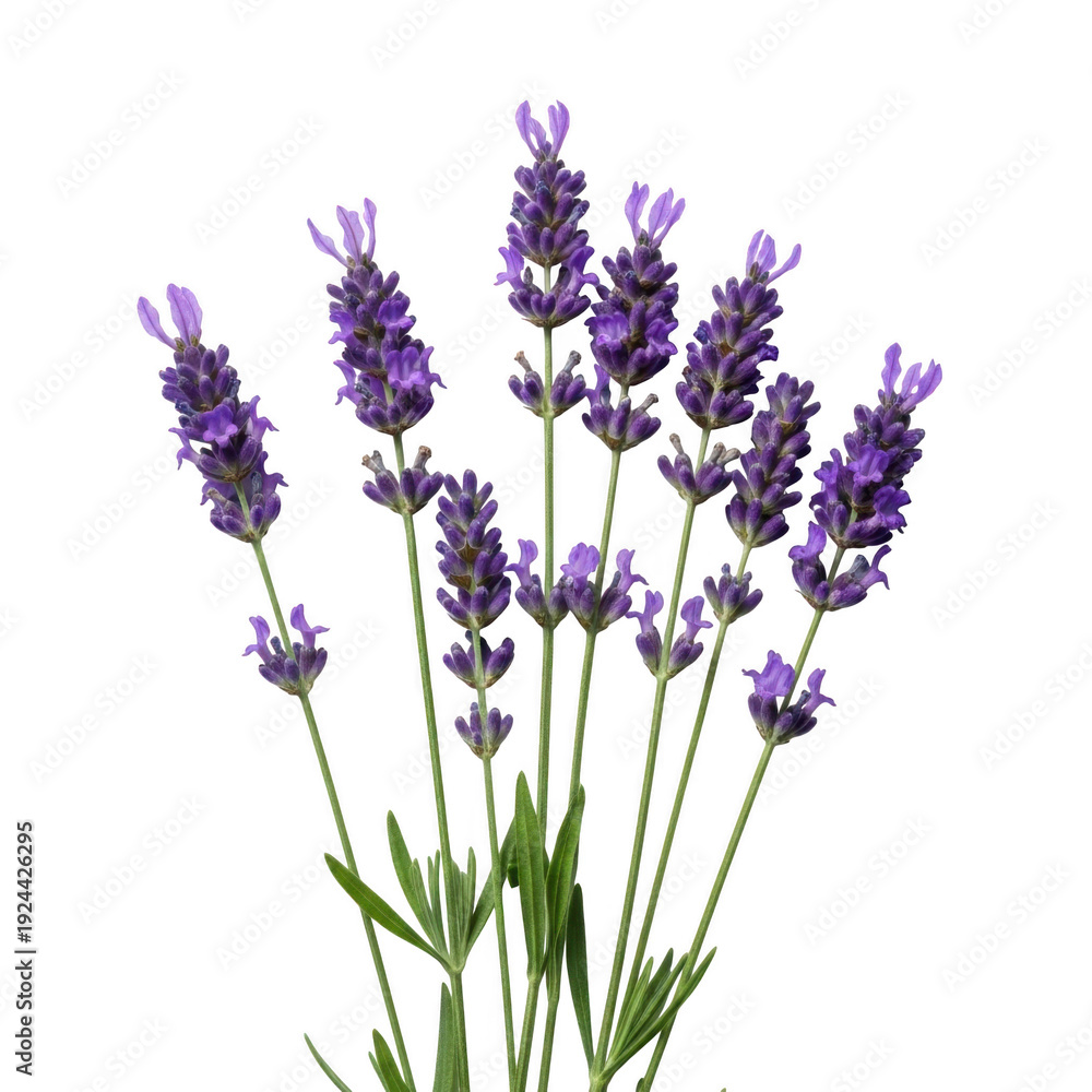 Obraz premium Vibrant purple lavender blooms against a pure white background