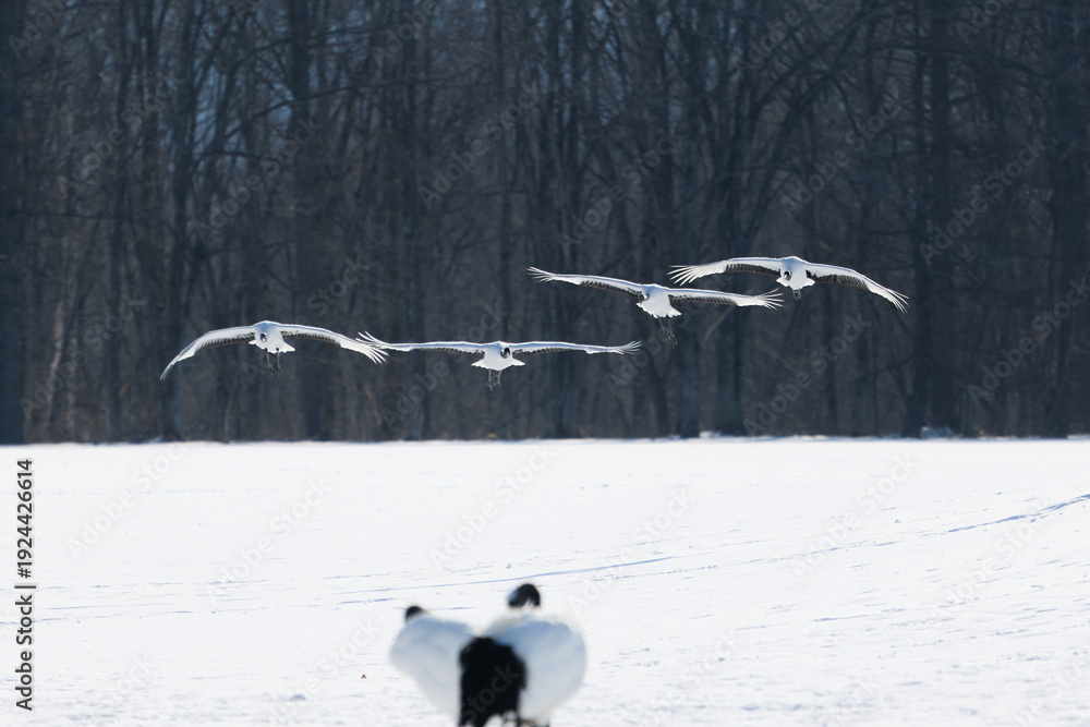 Fototapeta premium 飛んでいる鶴