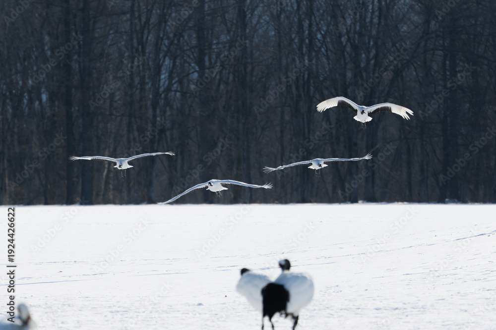 Fototapeta premium 飛んでいる鶴
