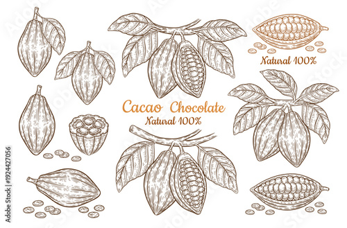 Cocoa bean pod, chocolate cacao fruit tropical plant tree branch leaves botanical sketch. Sweet candy dessert, aroma drink, healthy natural food ingredient. Vintage engraving outline hand drawn vector