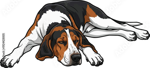 Treeing Walker Coonhound dog lying down relaxed sleeping pose