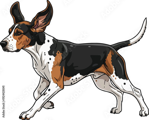 Treeing Walker Coonhound dog running energetic athletic motion