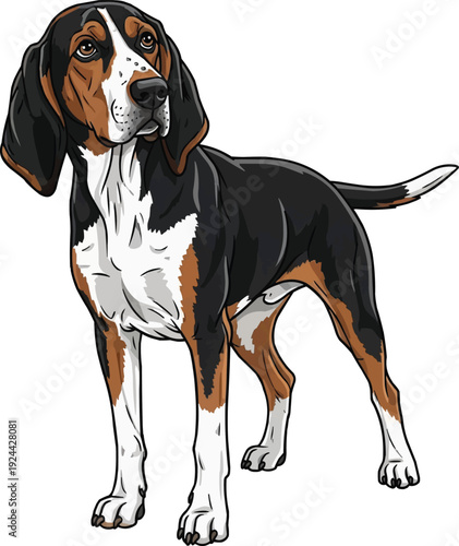 Treeing Walker Coonhound dog standing curious attentive pose