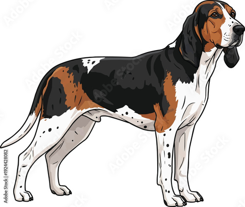 Treeing Walker Coonhound dog standing side profile illustration