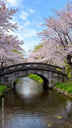 Cherry blossom trees bloom over a stone bridge in a park near a river during spring afternoon hours